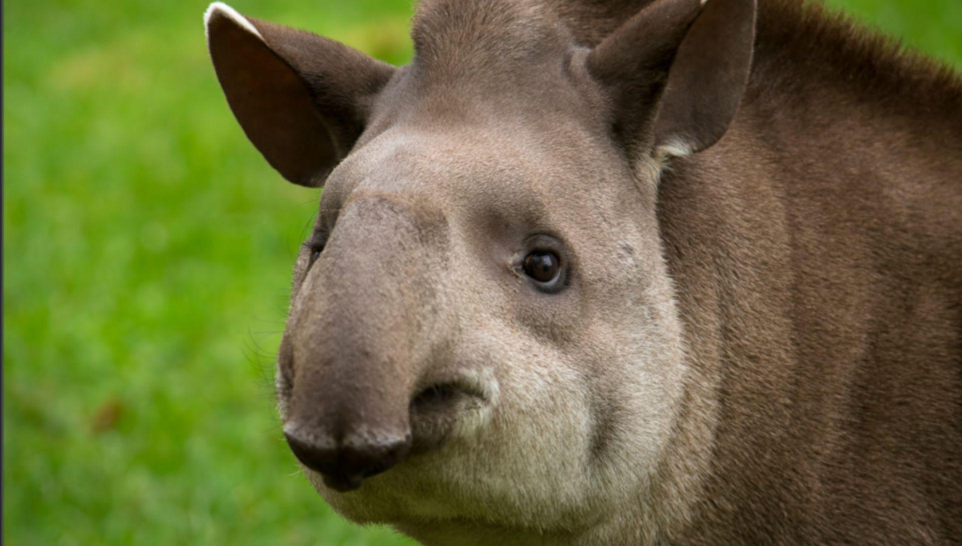 Fedez riceve il tapiro Tony e ammette: “Sono un co****ne”
